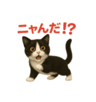 わが家の八割れ愛猫タッキー（個別スタンプ：16）