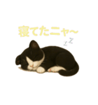 わが家の八割れ愛猫タッキー（個別スタンプ：17）