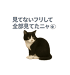 わが家の八割れ愛猫タッキー（個別スタンプ：22）