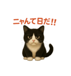 わが家の八割れ愛猫タッキー（個別スタンプ：24）