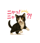 わが家の八割れ愛猫タッキー（個別スタンプ：26）