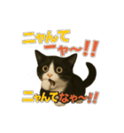 わが家の八割れ愛猫タッキー（個別スタンプ：28）