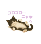 わが家の八割れ愛猫タッキー（個別スタンプ：29）