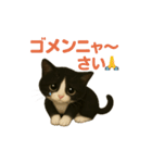 わが家の八割れ愛猫タッキー（個別スタンプ：31）