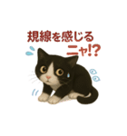 わが家の八割れ愛猫タッキー（個別スタンプ：33）