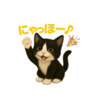 わが家の八割れ愛猫タッキー（個別スタンプ：34）