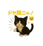 わが家の八割れ愛猫タッキー（個別スタンプ：35）