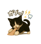 わが家の八割れ愛猫タッキー（個別スタンプ：36）