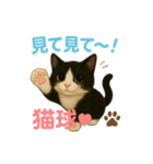 わが家の八割れ愛猫タッキー（個別スタンプ：39）