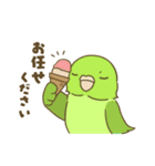 インコ達の夏スタンプ（個別スタンプ：22）
