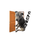 動く藍之介だワン！！（個別スタンプ：5）