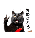 Rock'n'Cat 15（個別スタンプ：23）