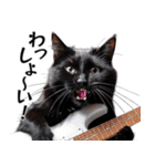 Rock'n'Cat 15（個別スタンプ：36）