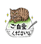 にゃんズの夏 2（個別スタンプ：20）