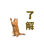 動く！にゃんとも！踊るリアルな猫ミーム（個別スタンプ：2）