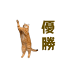 動く！にゃんとも！踊るリアルな猫ミーム（個別スタンプ：5）