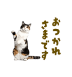 動く！にゃんとも！踊るリアルな猫ミーム（個別スタンプ：6）