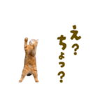 動く！にゃんとも！踊るリアルな猫ミーム（個別スタンプ：7）