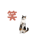 動く！にゃんとも！踊るリアルな猫ミーム（個別スタンプ：8）