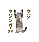 動く！にゃんとも！踊るリアルな猫ミーム（個別スタンプ：10）