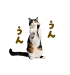 動く！にゃんとも！踊るリアルな猫ミーム（個別スタンプ：11）