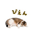 動く！にゃんとも！踊るリアルな猫ミーム（個別スタンプ：12）