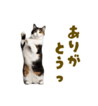 動く！にゃんとも！踊るリアルな猫ミーム（個別スタンプ：13）