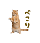 動く！にゃんとも！踊るリアルな猫ミーム（個別スタンプ：14）