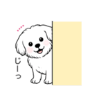 名前入りマルチーズショート（個別スタンプ：16）