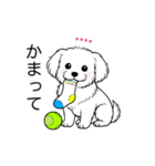 名前入りマルチーズショート（個別スタンプ：17）