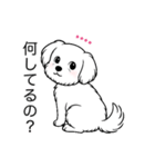 名前入りマルチーズショート（個別スタンプ：19）