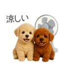 毎日使える！夏のプードル（個別スタンプ：16）