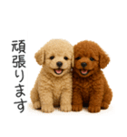 毎日使える！夏のプードル（個別スタンプ：22）
