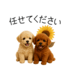 毎日使える！夏のプードル（個別スタンプ：25）