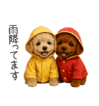 毎日使える！夏のプードル（個別スタンプ：38）