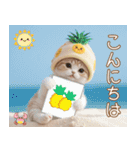 パイナップル帽 スコティッシュ猫 敬語ver（個別スタンプ：2）