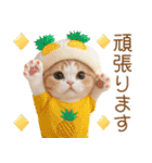 パイナップル帽 スコティッシュ猫 敬語ver（個別スタンプ：13）
