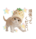 パイナップル帽 スコティッシュ猫 敬語ver（個別スタンプ：14）