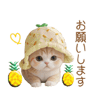 パイナップル帽 スコティッシュ猫 敬語ver（個別スタンプ：16）