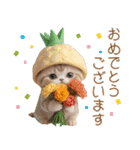 パイナップル帽 スコティッシュ猫 敬語ver（個別スタンプ：18）