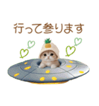 パイナップル帽 スコティッシュ猫 敬語ver（個別スタンプ：21）