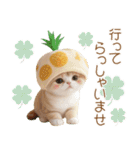 パイナップル帽 スコティッシュ猫 敬語ver（個別スタンプ：24）