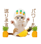 パイナップル帽 スコティッシュ猫 敬語ver（個別スタンプ：28）