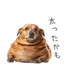太ってるダックス。（個別スタンプ：1）