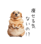 太ってるダックス。（個別スタンプ：3）