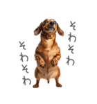 太ってるダックス。（個別スタンプ：6）