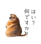 太ってるダックス。（個別スタンプ：9）