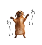 太ってるダックス。（個別スタンプ：11）