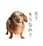 太ってるダックス。（個別スタンプ：12）