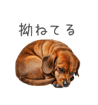 太ってるダックス。（個別スタンプ：13）